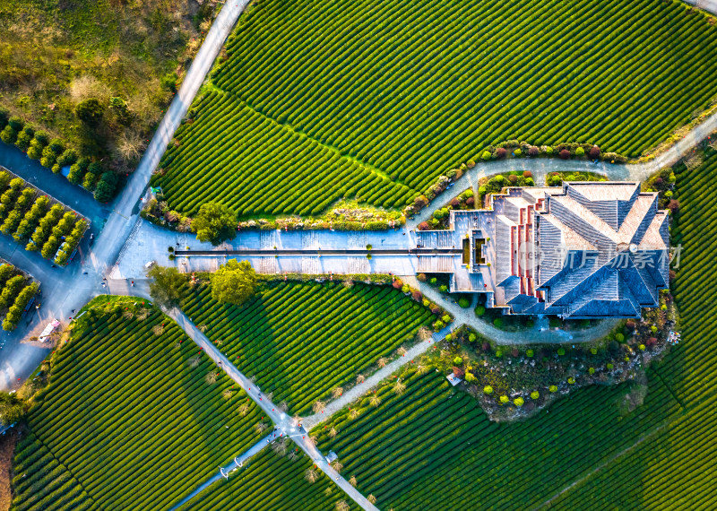 贵州遵义湄潭茶海