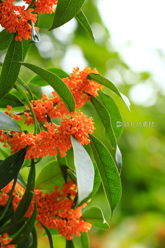 丹桂花枝背景实拍素材