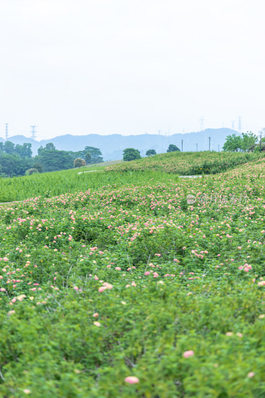 马缨丹花