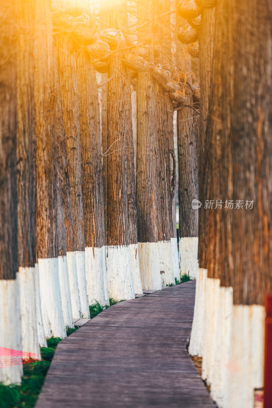 春季白天武汉梨园景区杉树步道