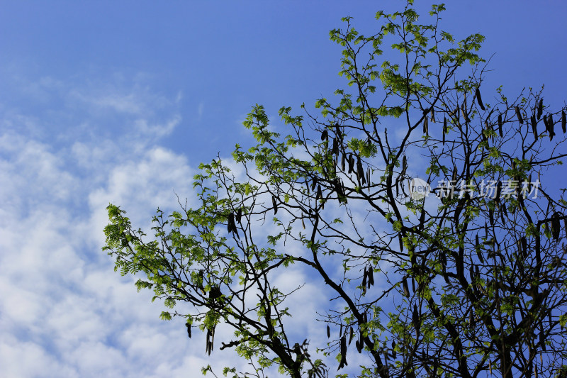 蓝色天空下的皂角树