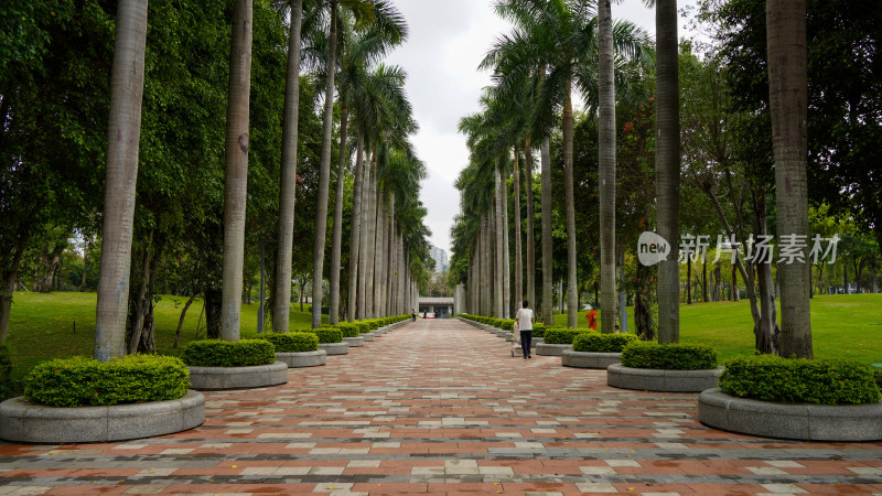 深圳香蜜公园风景