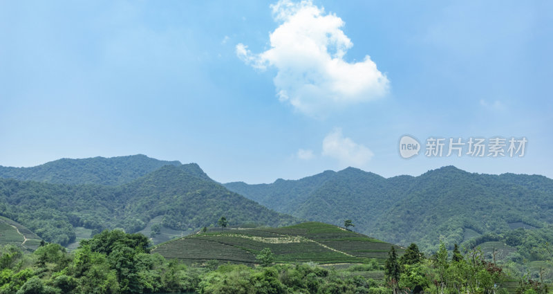 茶叶绿茶茶具茶田茶山采茶茶农茶艺茶树