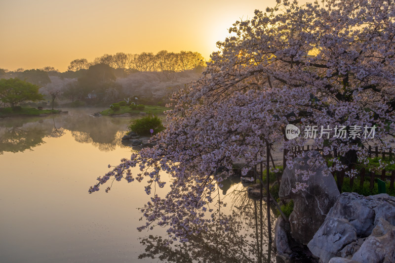 武汉东湖磨山樱花园樱花盛开