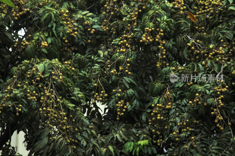 挂满枝头的龙眼果实