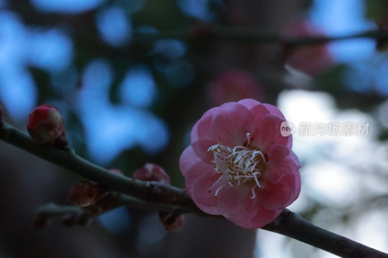 梅花微距