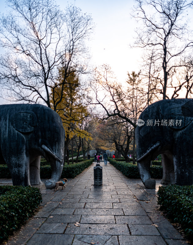 南京明孝陵石象路神道秋色景观