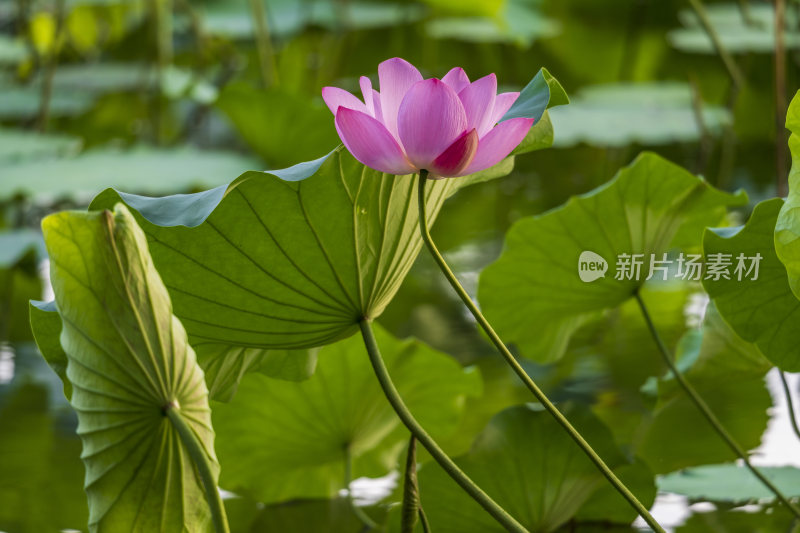 杭州西湖风景区曲院风荷荷花风景