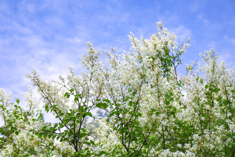 白色丁香花