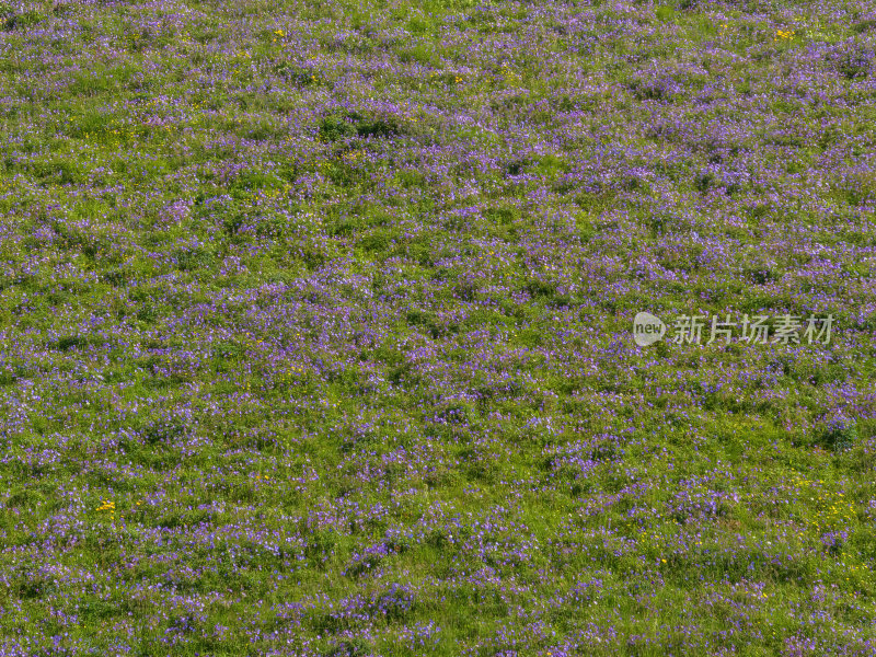 新疆北疆伊犁喀纳峻大草原鲜花台高空航拍