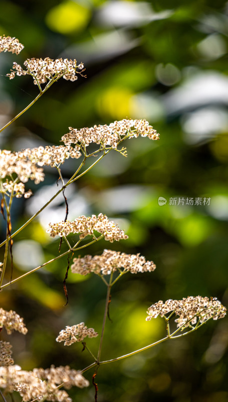 微距特写植物花卉