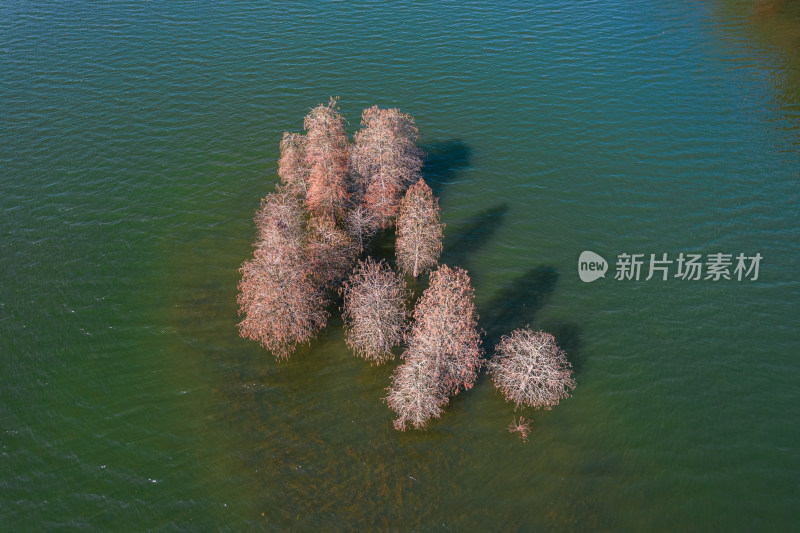 深圳大山陂水库水杉林秋色