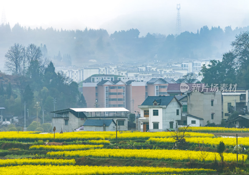 美丽乡村乡村振兴春天油菜花