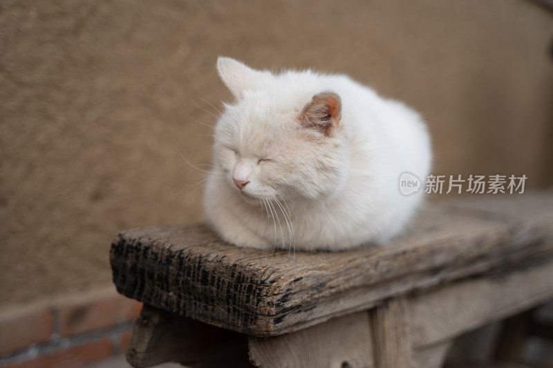 白猫在木凳上睡觉