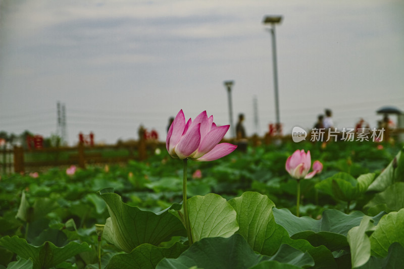 夏季荷花特写