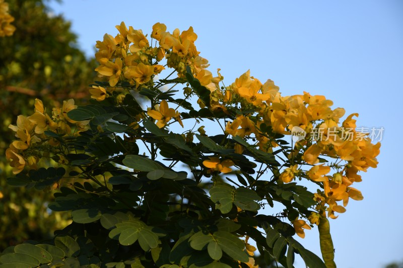 广东东莞：黄槐花开