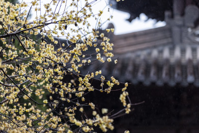 杭州 古风 下雨天 屋檐 梅花 腊梅