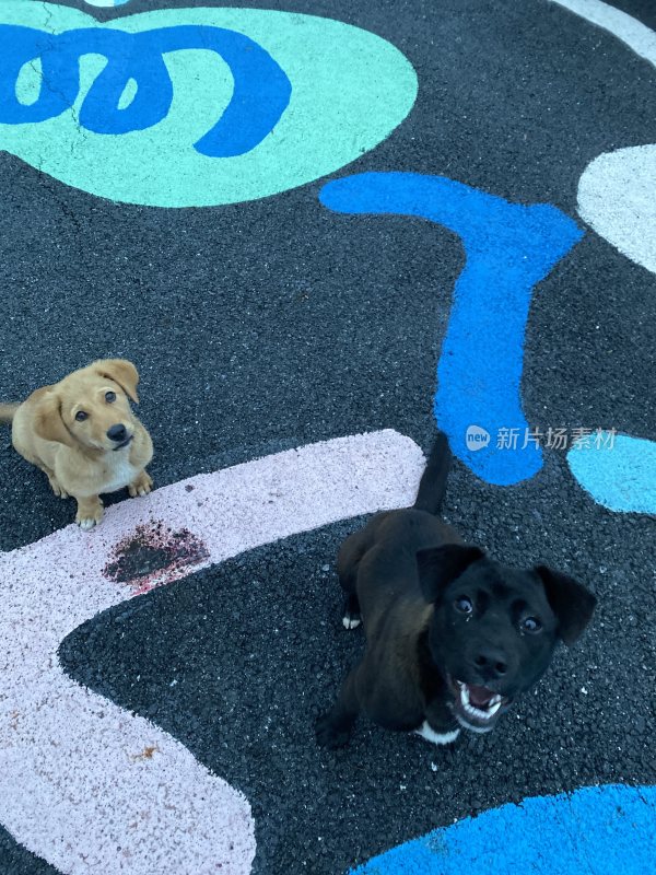 街道上面带笑容的可爱小狗渴望拥抱