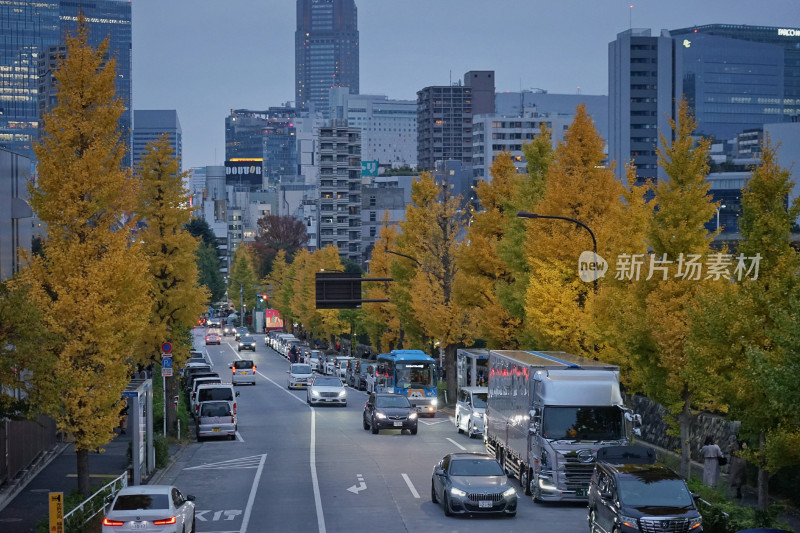 日本东京，秋天的街道，银杏树