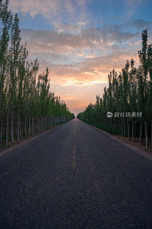 傍晚笔直的公路，两旁种满了杨树