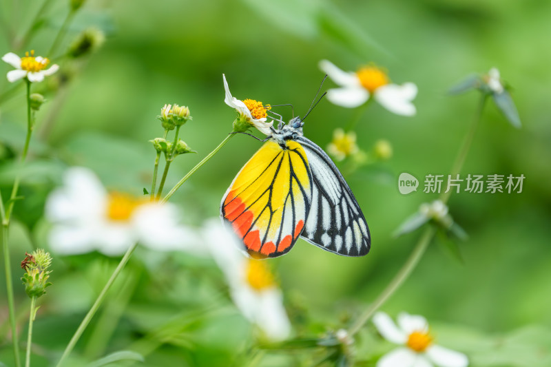 蝴蝶停留在白色小花上