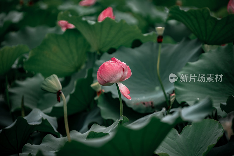 雨后荷花