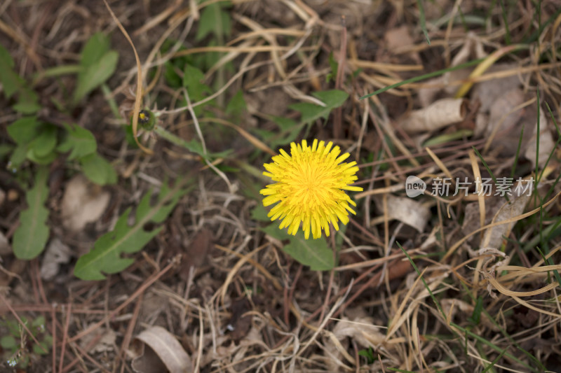 金黄色的蒲公英花特写在野外