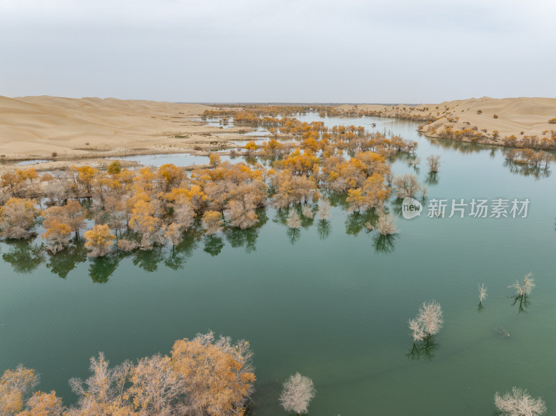 新疆南疆巴州葫芦岛金秋沙漠水上胡杨林航拍