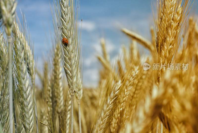 小麦，麦田，田园里的麦子