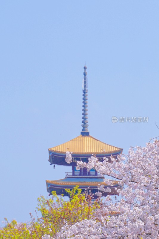 春日下的武汉东湖樱花亭