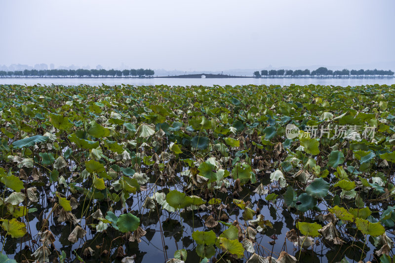 杭州西湖白堤风景