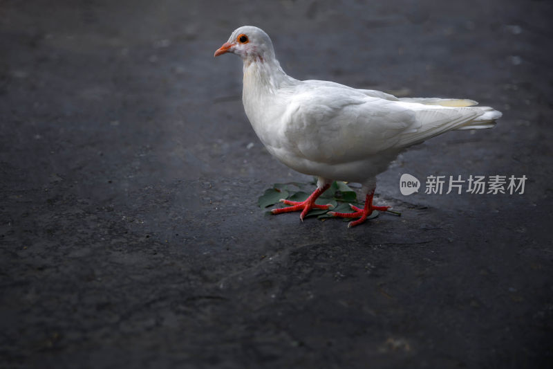 户外吃食的白色鸽子