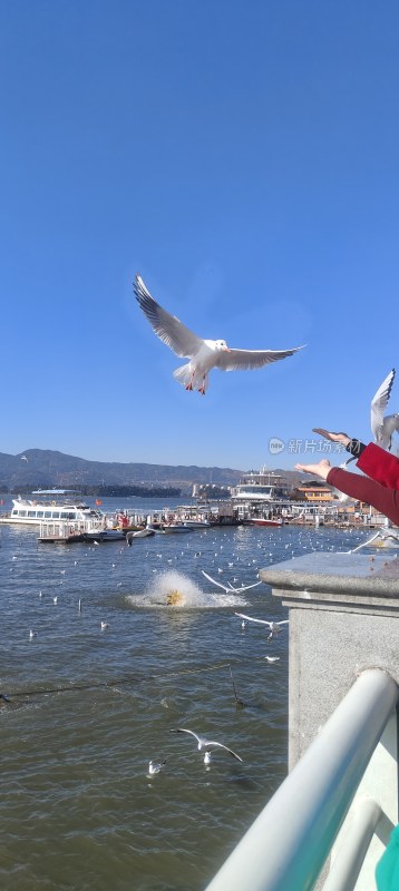 大理洱海风光滇池海鸥