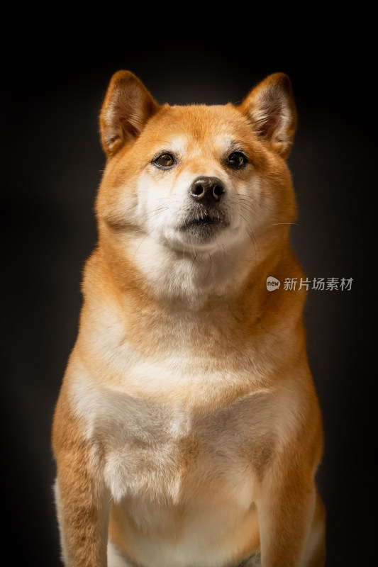 日本柴犬宠物狗写真