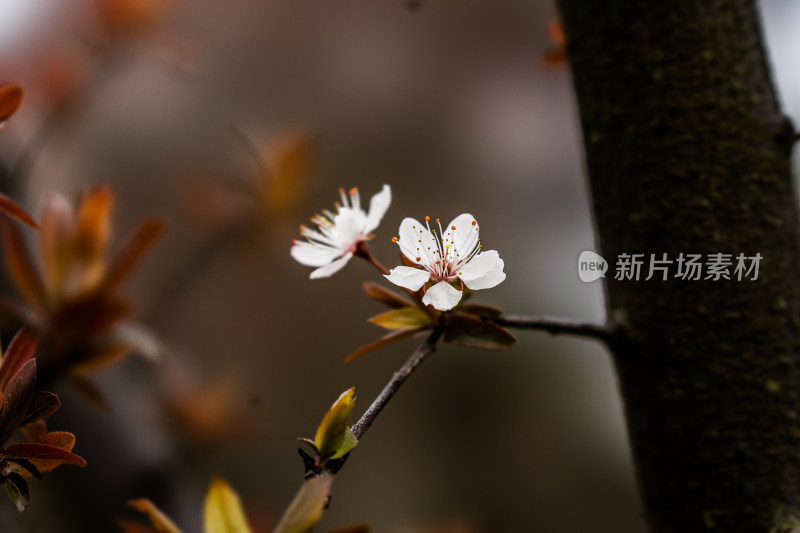 鲜花梨花盛开