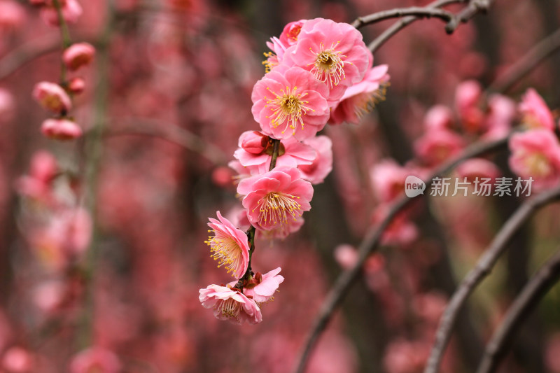 春天梅花盛开