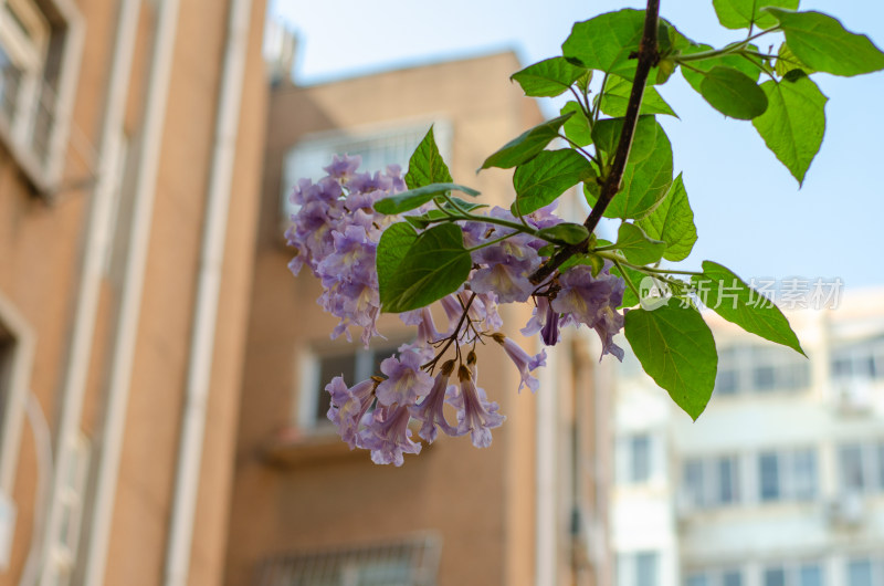 居民区中的紫色花朵泡桐花