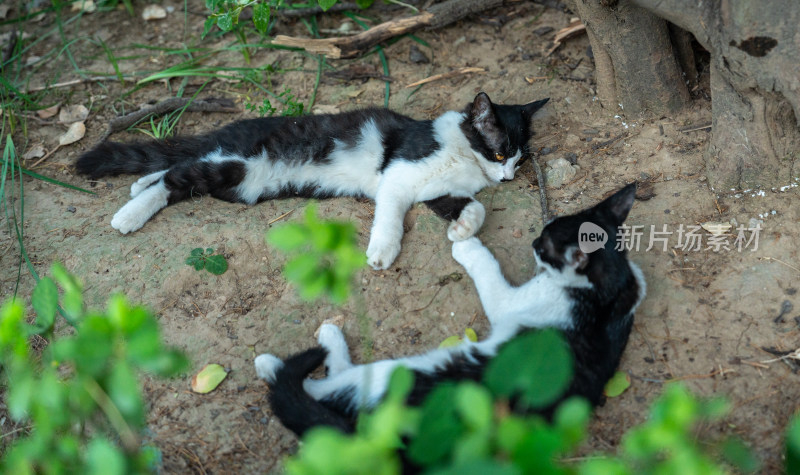 白猫花猫