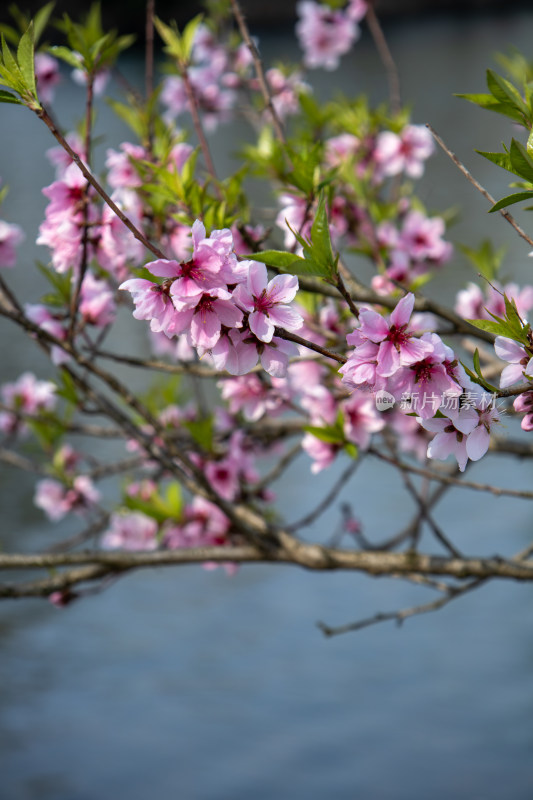 春天湖边湖面上绽放的粉红色桃花