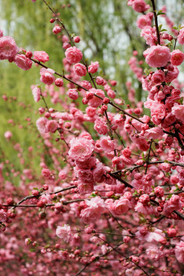 北京四得公园桃花树桃花