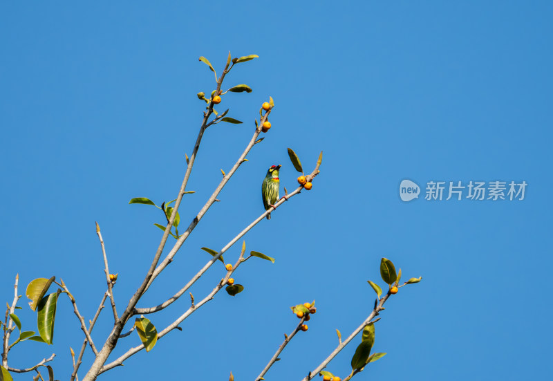 蓝天下树枝上停留着一只赤胸拟啄木鸟