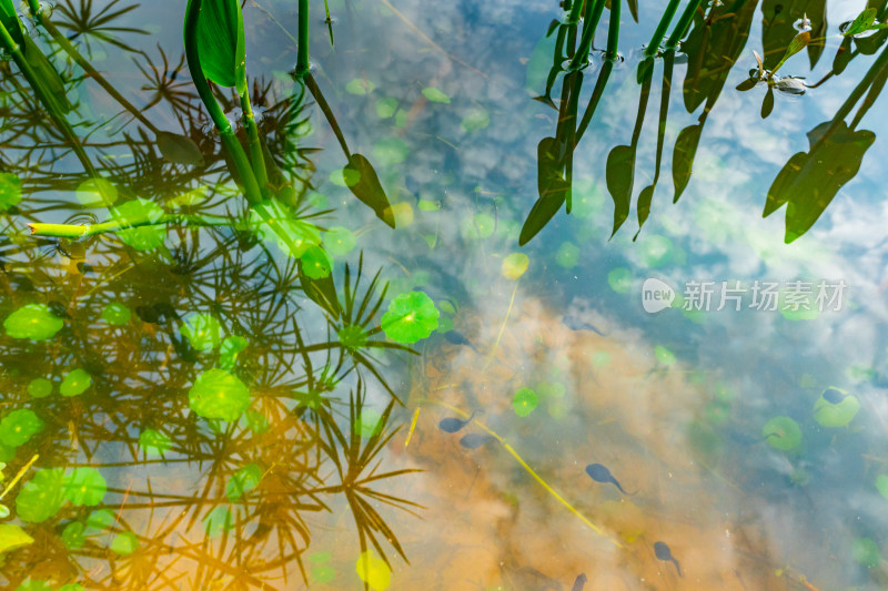 湖中植物和蝌蚪的特写镜头