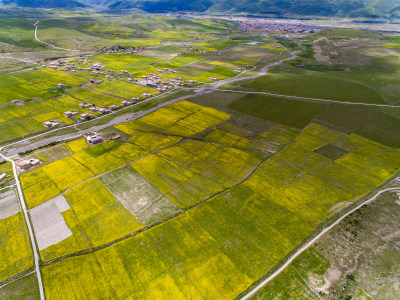 藏地乡村民居油菜花航拍全景图