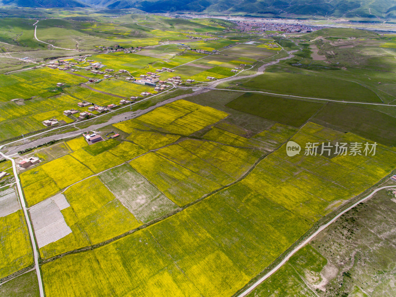 藏地乡村民居油菜花航拍全景图