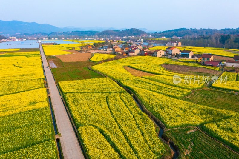 航拍春天乡村的油菜花田