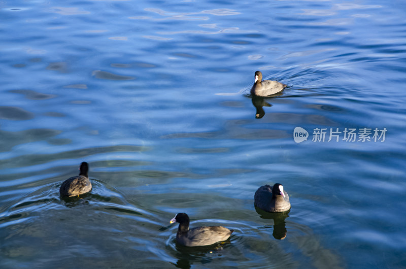 云南丽江泸沽湖海鸥水鸟野生动物