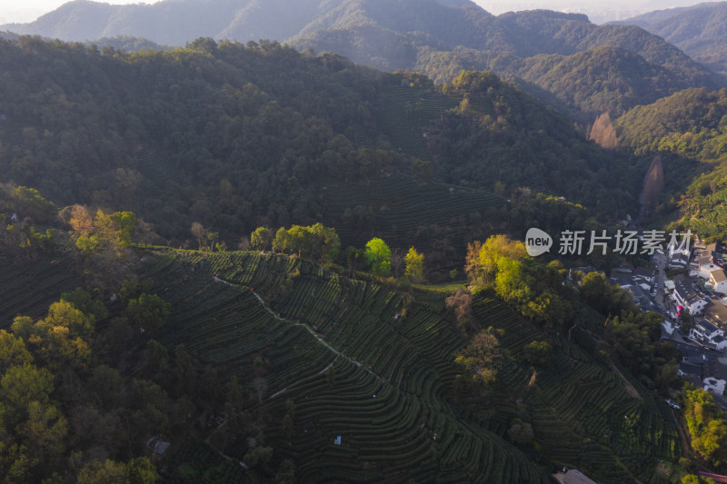 春天杭州西湖龙井茶园翁家山狮峰茶园