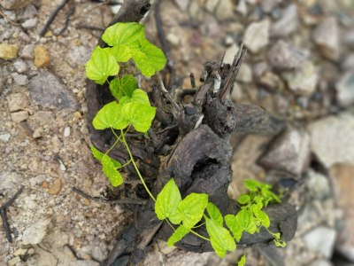 植物 藤蔓 绿叶 枯木