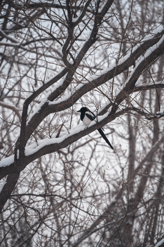 北京冬季天坛公园的鸟