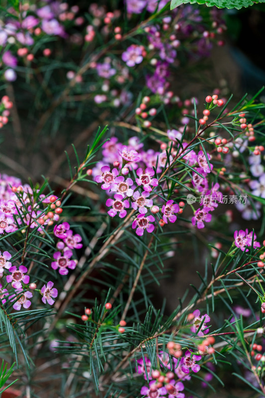 紫色桃金蜡花特写